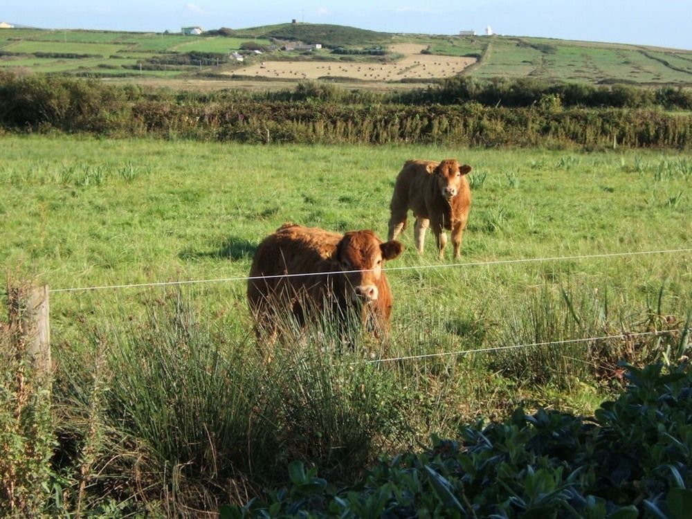 Glencarrig B&B Carrigaholt Kültér fotó